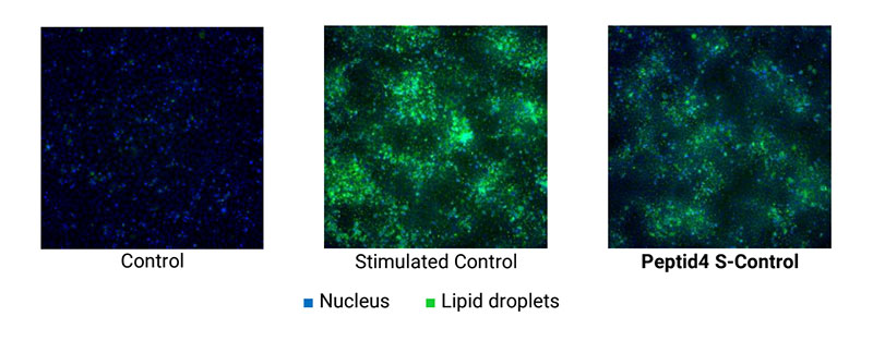 Novel tripeptide to control skin oiliness for all ages