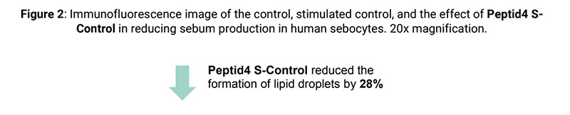 Novel tripeptide to control skin oiliness for all ages